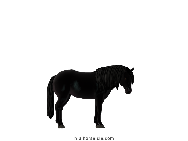 American Quarter Pony Sooty Ebony Black Coat